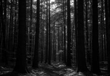 Why Is “Werewolf by Night” Presented in Black and White? Why Is "Werewolf by Night" Presented in Black and White?